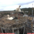 10_15-nest.jpg