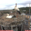 10_20-nest.jpg