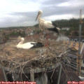10_25-nest.jpg