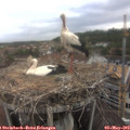 10_30-nest.jpg