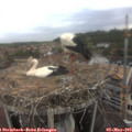 10_35-nest.jpg