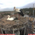 10_40-nest.jpg
