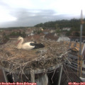 10_50-nest.jpg