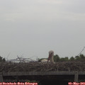 10_55-mast.jpg