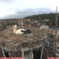 10_55-nest.jpg