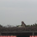 11_00-mast.jpg