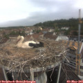 11_00-nest.jpg