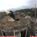 11_05-nest.jpg