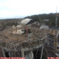 11_15-nest.jpg