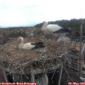 11_25-nest.jpg