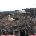 11_30-nest.jpg