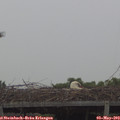 11_50-mast.jpg