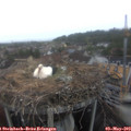 11_50-nest.jpg