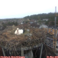 11_55-nest.jpg