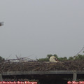 12_00-mast.jpg