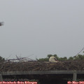 12_05-mast.jpg