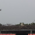 12_10-mast.jpg