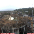 12_10-nest.jpg