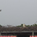 12_20-mast.jpg