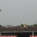 12_35-mast.jpg
