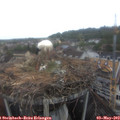 12_40-nest.jpg
