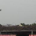 12_50-mast.jpg