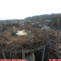 12_50-nest.jpg