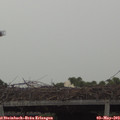 12_55-mast.jpg