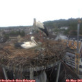13_00-nest.jpg