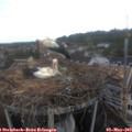 13_05-nest.jpg