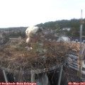 13_10-nest.jpg