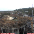13_20-nest.jpg
