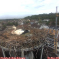 13_25-nest.jpg