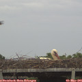 13_30-mast.jpg