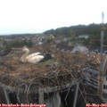 13_30-nest.jpg