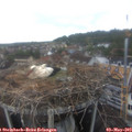 13_50-nest.jpg