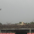 13_55-mast.jpg