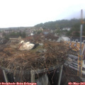 13_55-nest.jpg