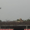 14_05-mast.jpg