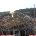 14_10-nest.jpg