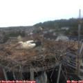 14_15-nest.jpg