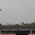 14_20-mast.jpg