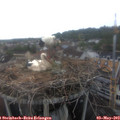 14_25-nest.jpg