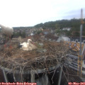 14_30-nest.jpg