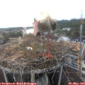 14_35-nest.jpg