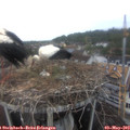 14_40-nest.jpg