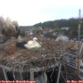 14_45-nest.jpg