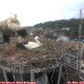 14_50-nest.jpg