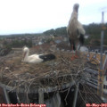 15_00-nest.jpg