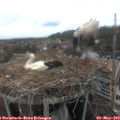 15_05-nest.jpg